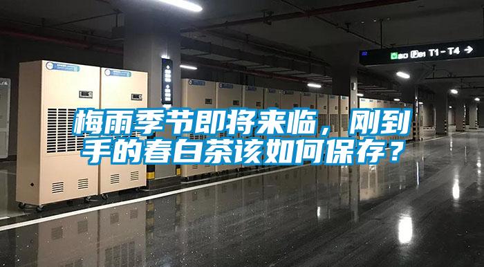 梅雨季節即將來臨，剛到手的春白茶該如何保存？