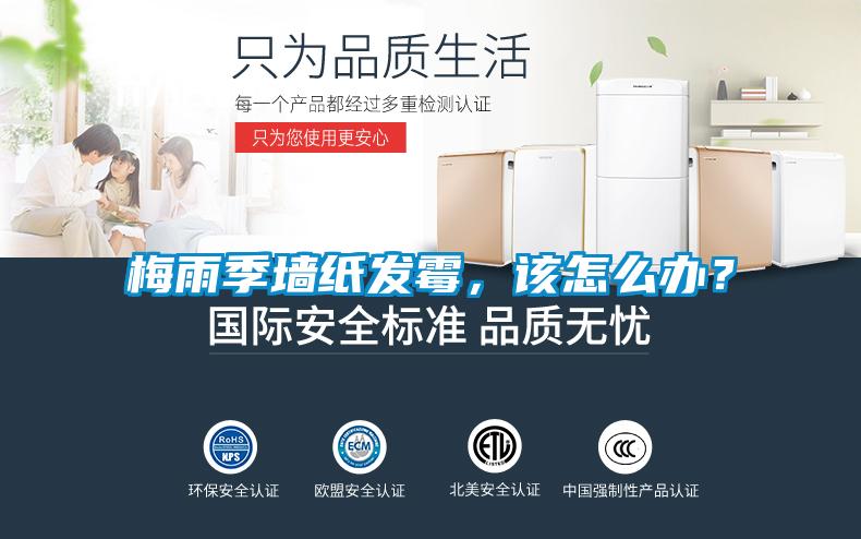 梅雨季牆紙發黴，該怎麽辦？