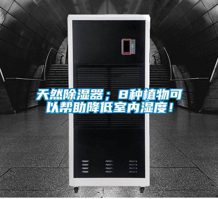 天然除濕器；8種植物可以幫助降低室內濕度！