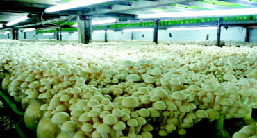 食用菌菌類種植環境加濕控製黄91视频免费看1