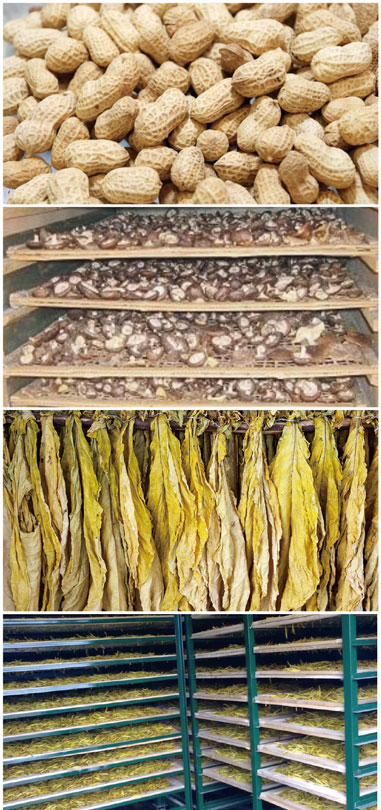  食用菌烘幹處理黄91视频免费看