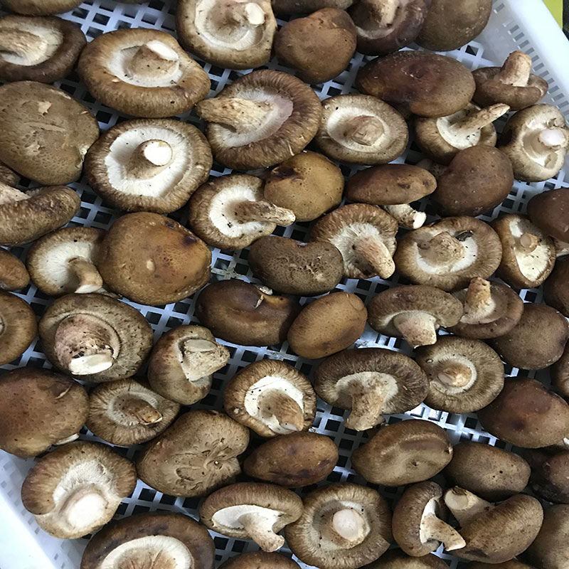 湖北省京山縣的菇農代表選用91视频在线观看免费91视频在线观看免费食用菌烘幹機模塊即香菇烘幹機